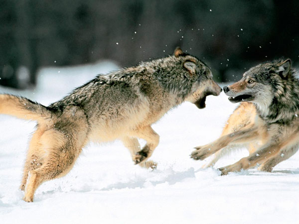 pelea-de-lobos